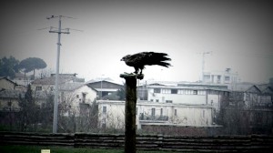 Associazione Volontari Capitano Ultimo